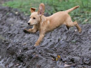 Adorable Labrador Puppies for Sale –  2