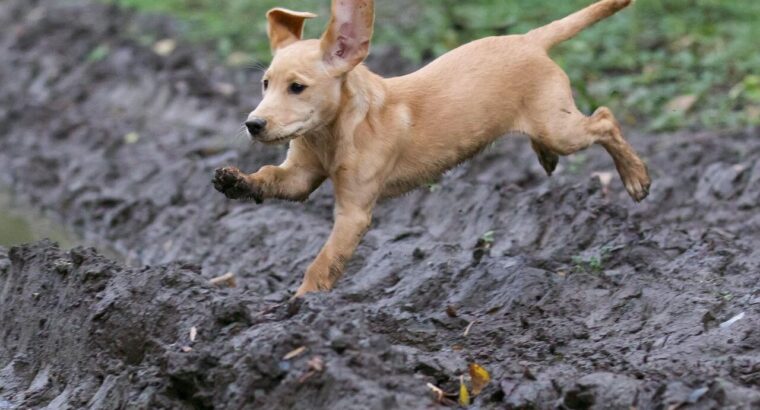 Adorable Labrador Puppies for Sale –  2