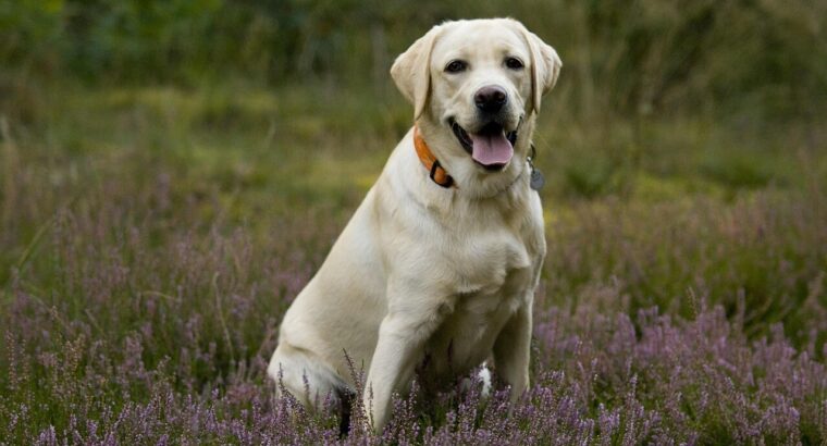 Adorable Labrador Puppies for Sale –  2