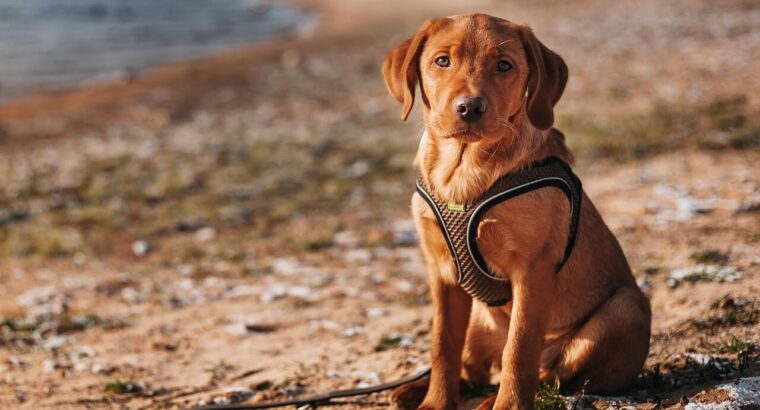 Adorable Labrador Puppies for Sale –  2