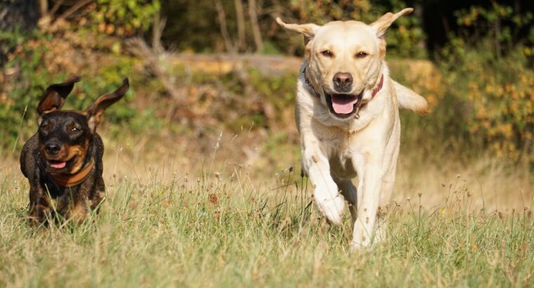Adorable Labrador Puppies for Sale –  2