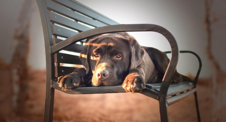Adorable Labrador Puppies for Sale –  2